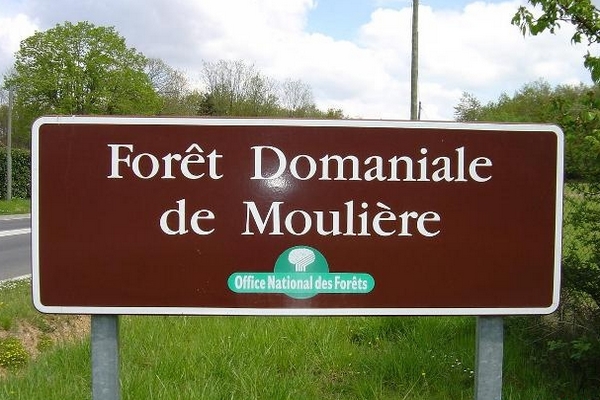 foret_mouliere_1.jpg